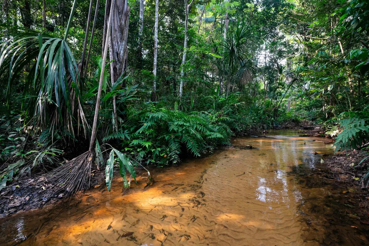 Amazonian rainforest stream