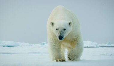 "We had to break the polar bear’s stride, or one of us would be dead within seconds..”