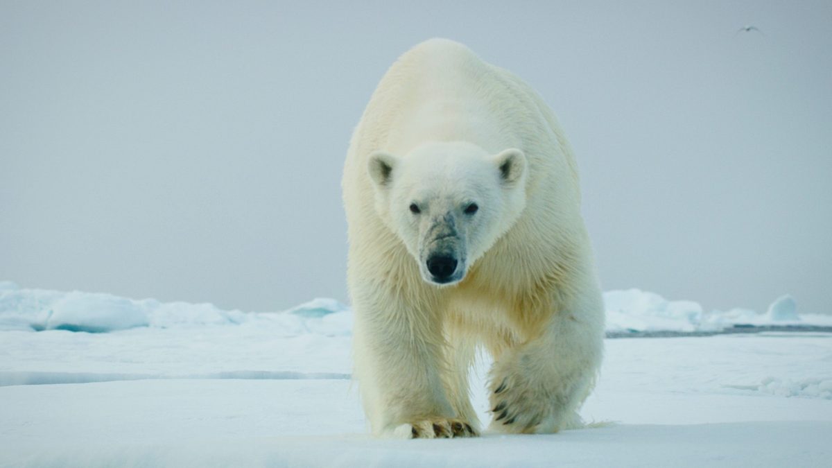 "We had to break the polar bear’s stride, or one of us would be dead within seconds..”