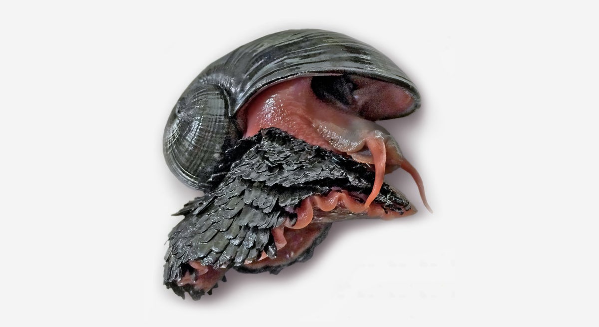 To celebrate Endangered Species Day, meet the scaly-foot snail, the most metal animal in the world