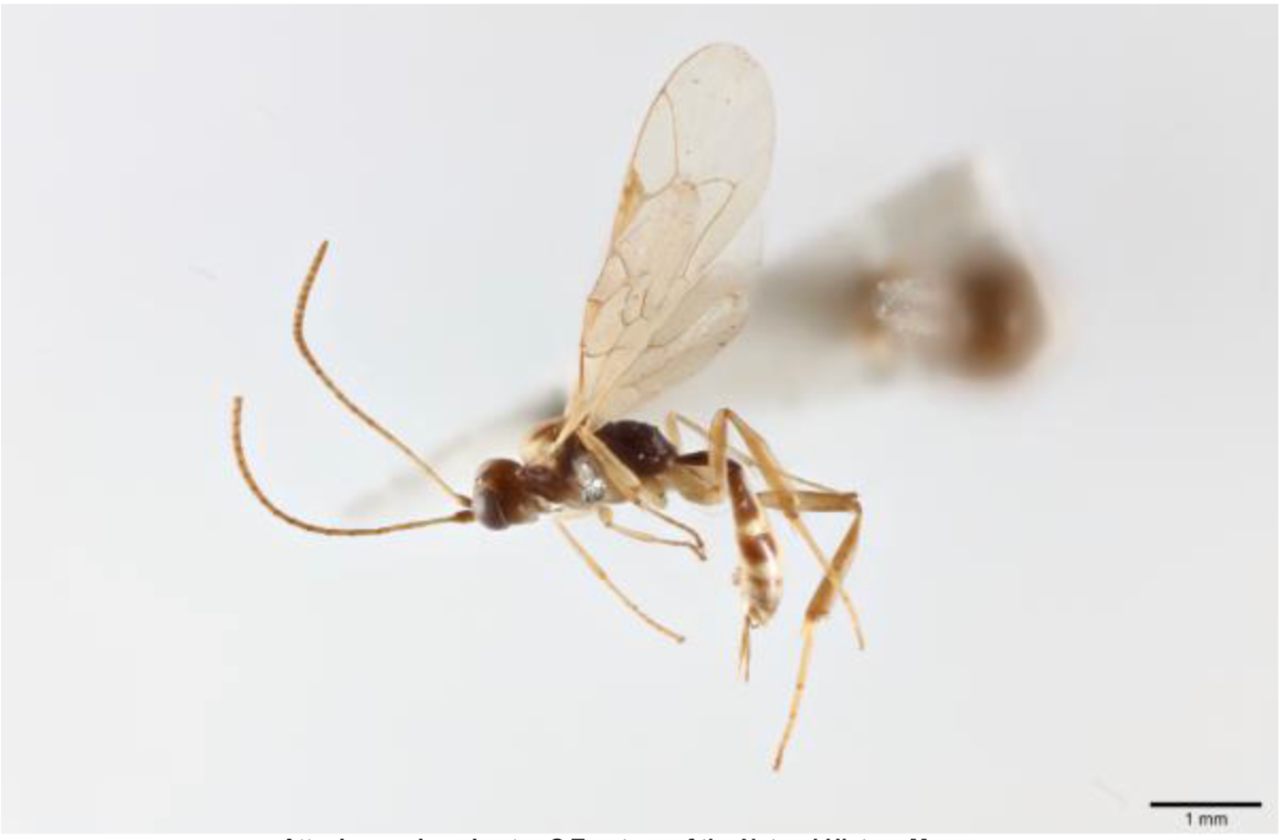 The Chilean wasp is named Attenboroughnculus tau