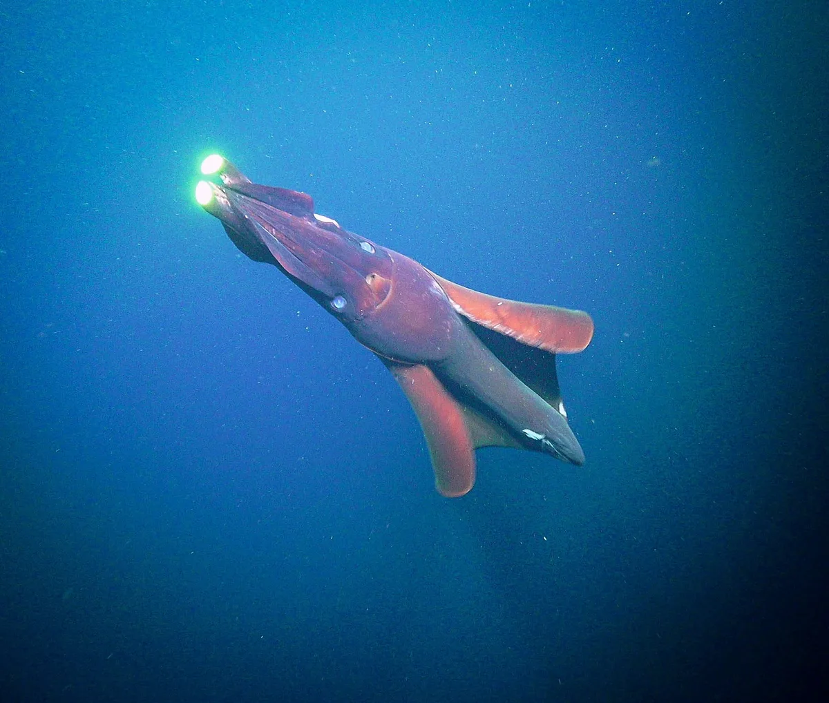 Taning's Octopus squid (Taningia danae)