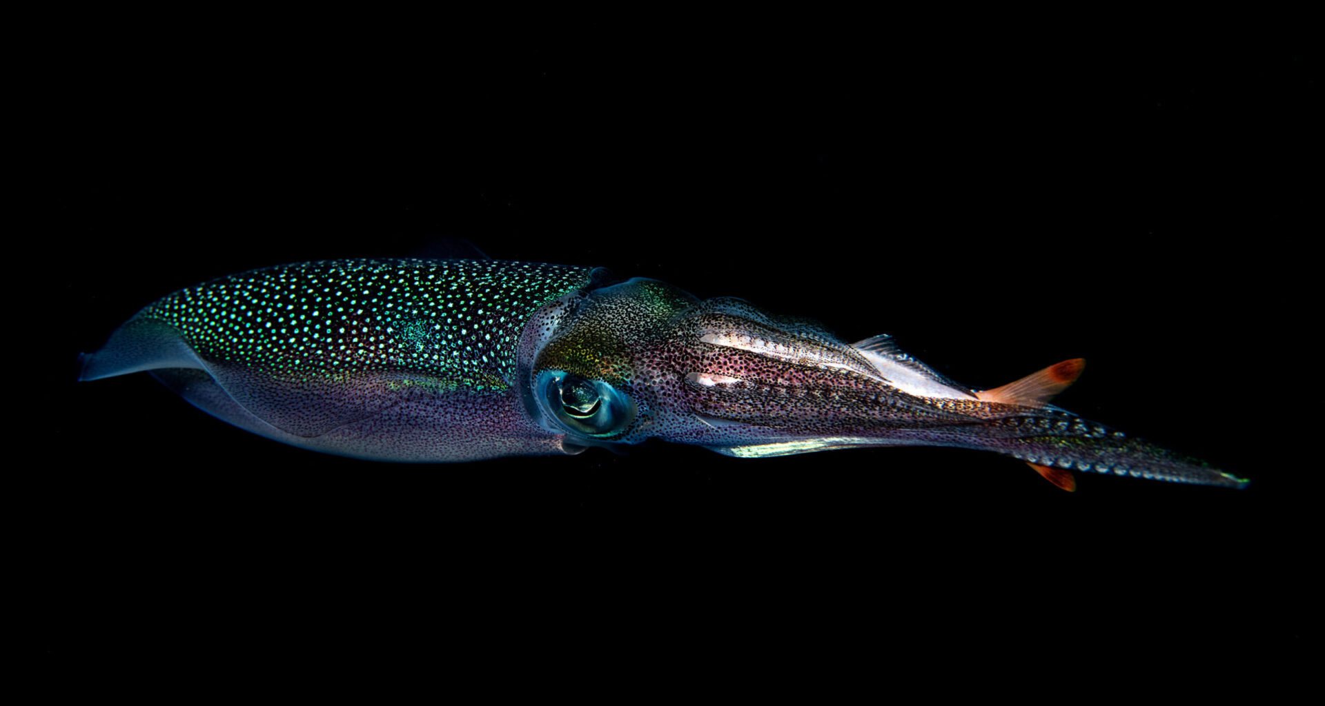 Giant squid found in Western Australian waters in eDNA study