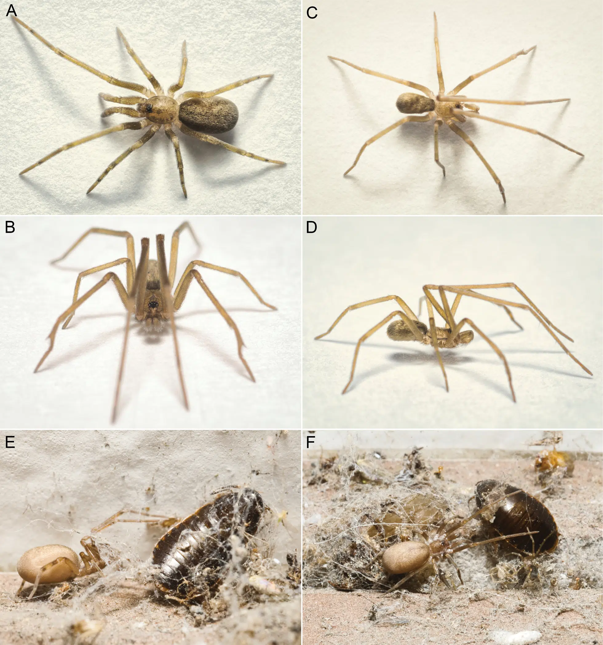 Views Of Pikelinia Floydmuraria Showing Dorsal, Frontal, And Lateral Perspectives, Along With Its Web And Captured Prey