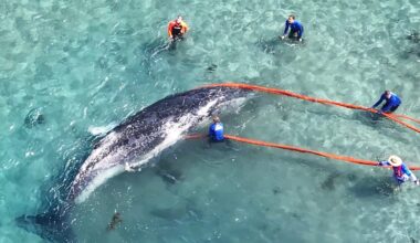 Whale rescue