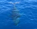 Whale-watchers witness a whale displaying gaping behaviour.