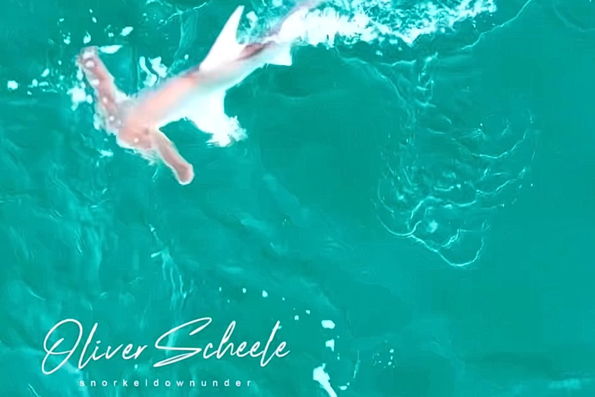 Winghead shark hunt in Australia