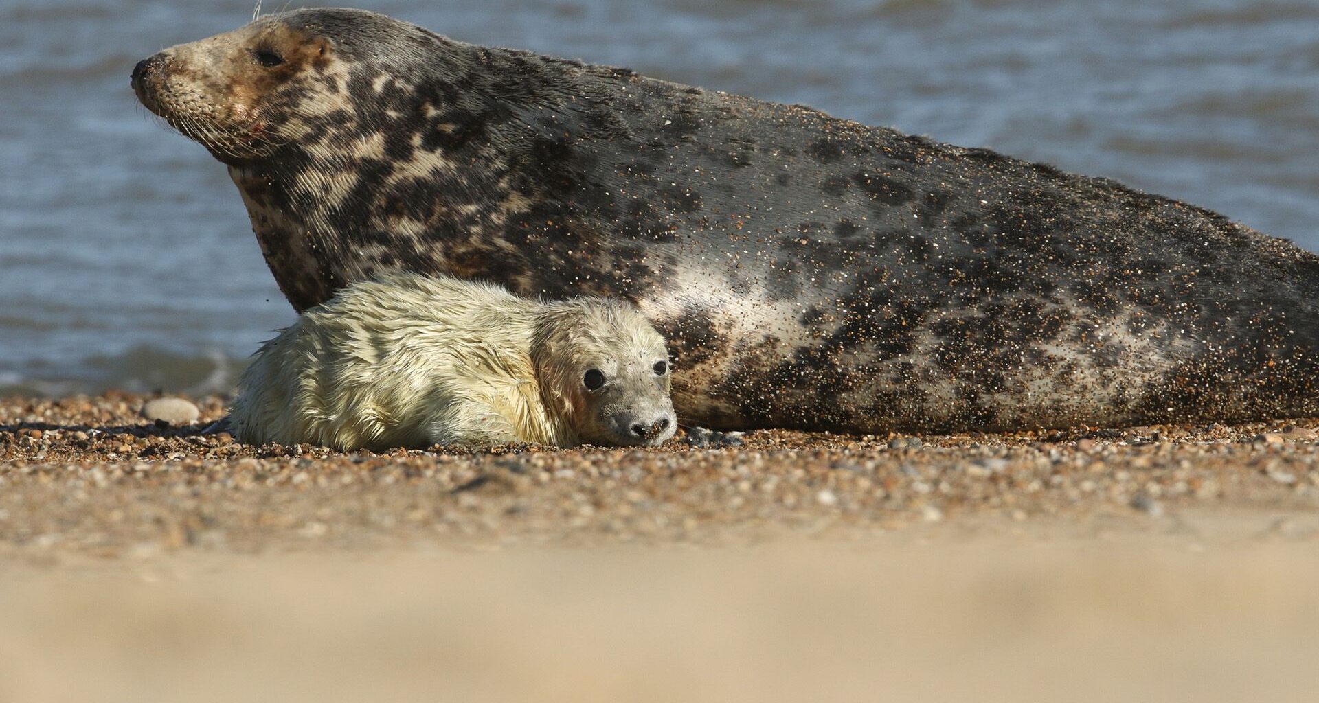 A gray spotted seal sits next to a white furry pup on a beach.