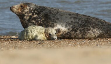 A gray spotted seal sits next to a white furry pup on a beach.