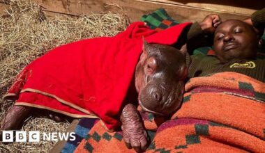 Orphaned baby hippo 'Bumpy' to be hand-reared by keepers at Kenya sanctuary - BBC