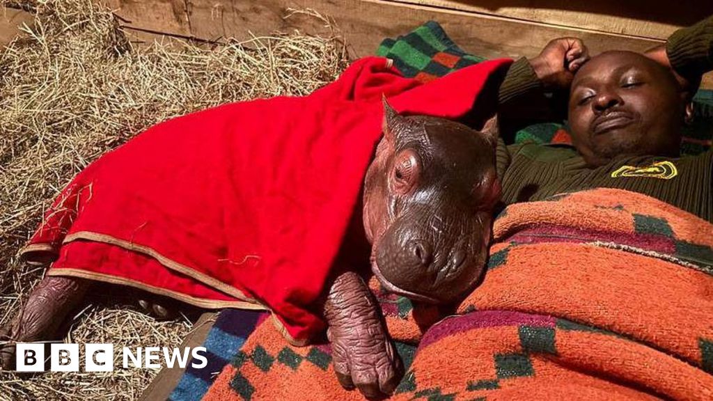 Orphaned baby hippo 'Bumpy' to be hand-reared by keepers at Kenya sanctuary - BBC