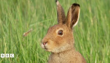Springwatch 2026 - BBC