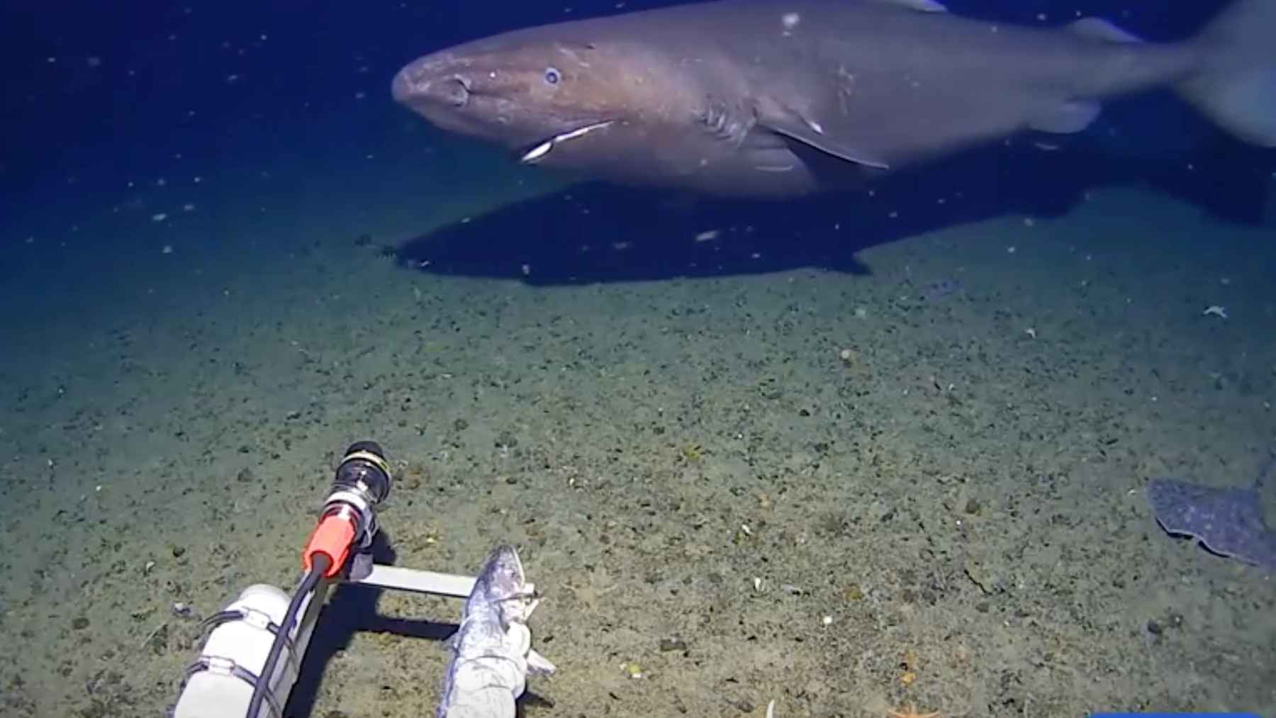 Deep-sea sleeper shark captured on camera in the Antarctic Ocean near the seafloor in near-freezing water