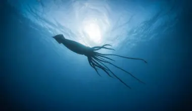 Giant squid discovery uncovers a hidden deep-sea world off Australia