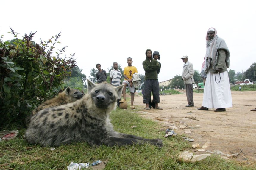 Hyenas rest in the open as Harar's residents look on — a scene unimaginable in most of Africa.
