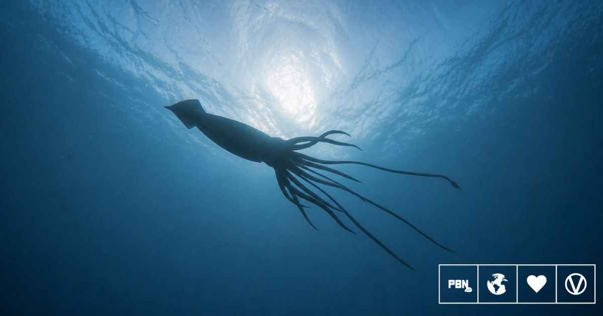 Scientists Detect Giant Squid In Australian Waters