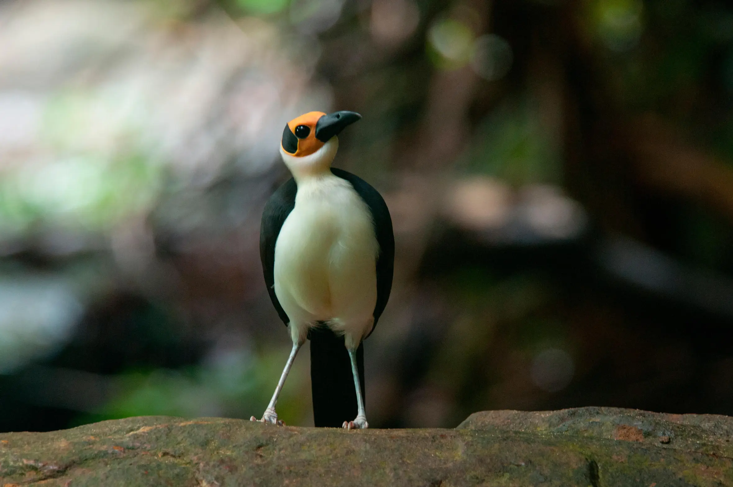 Yellow-headed Picathartes, a vulnerable species of bird, standing on a rock.