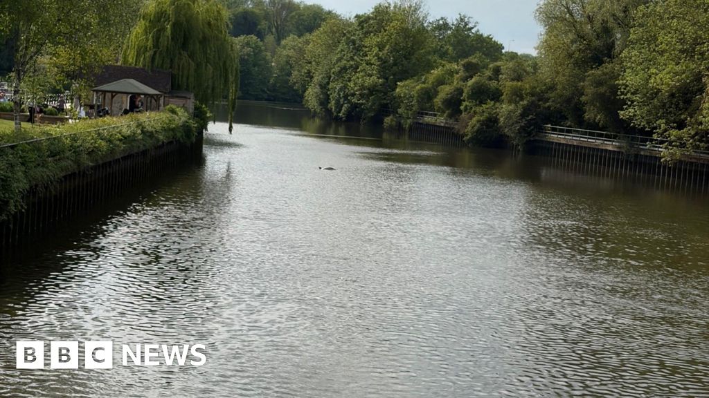 Rescuers watching dolphin trapped in Allington Lock on River Medway - BBC