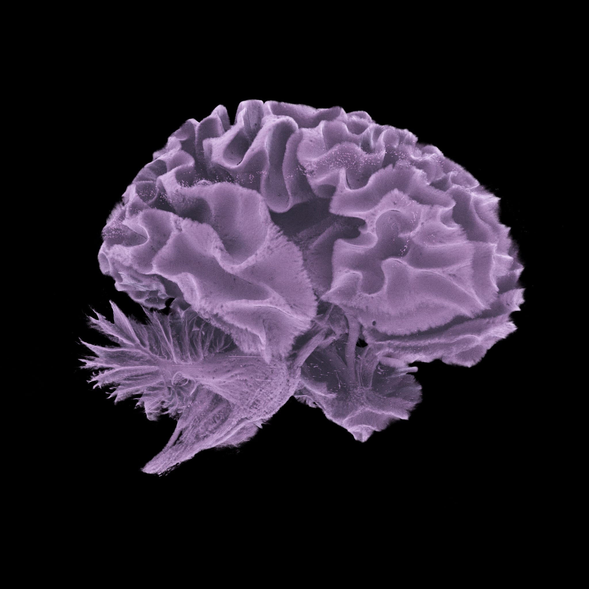 The Human Organ Atlas Reveals The Hidden Wonders of The Human Body in Unprecedented Detail