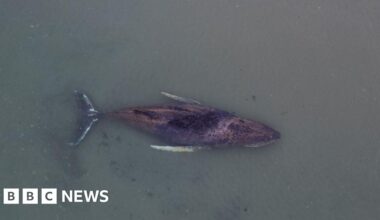 Danes try to tow dead whale from island beach after failed German rescue - BBC