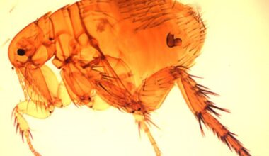 Flea-borne typhus cases reportedly on the rise, Louisiana health officials say