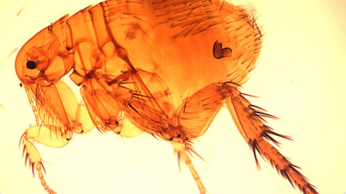 Flea-borne typhus cases reportedly on the rise, Louisiana health officials say