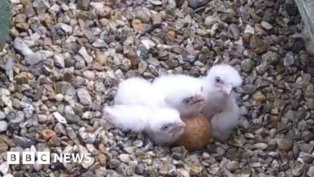 Four falcon chicks hatch at St Albans Cathedral - BBC