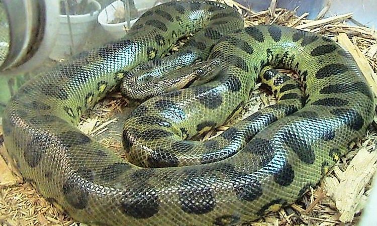 The Southern Green Anaconda (Eunectes murinus), the species formerly considered the sole green anaconda before the 2024 description of Eunectes akayima as a separate northern species.