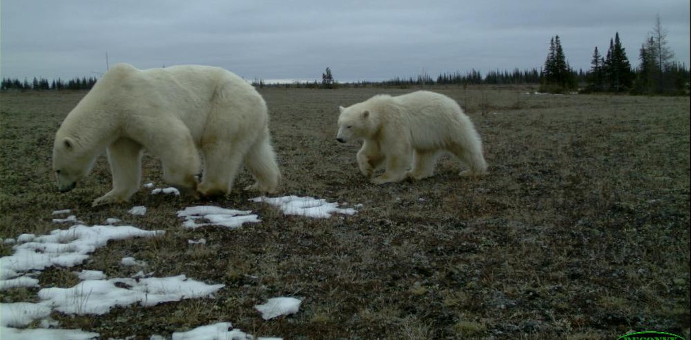 Why do polar bears approach human infrastructure? The answer is more complex than we thought