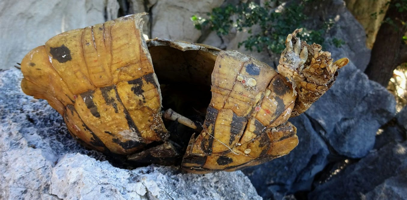 Self-destructive behaviour among Hermann’s tortoises on a Macedonian island is leading to ‘demographic suicide’
