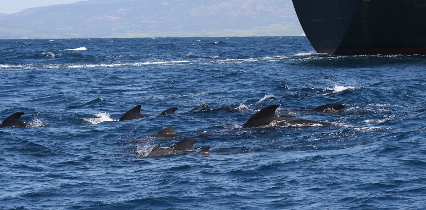 pilot whales are shouting to hear themselves over ship noise
