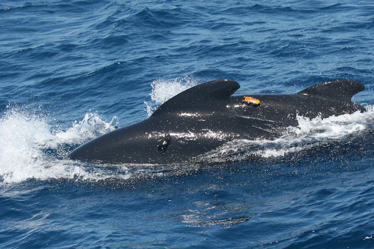 Two black dolphins with orange recorders attached to their back, swimming in the ocean.