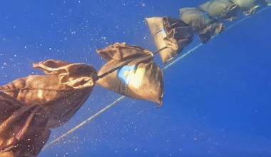 A deep-ocean climate plan wins rare EPA approval, but is sinking plants in the sea the answer?