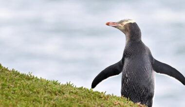 Why the race to save these cherished penguins just became more urgent