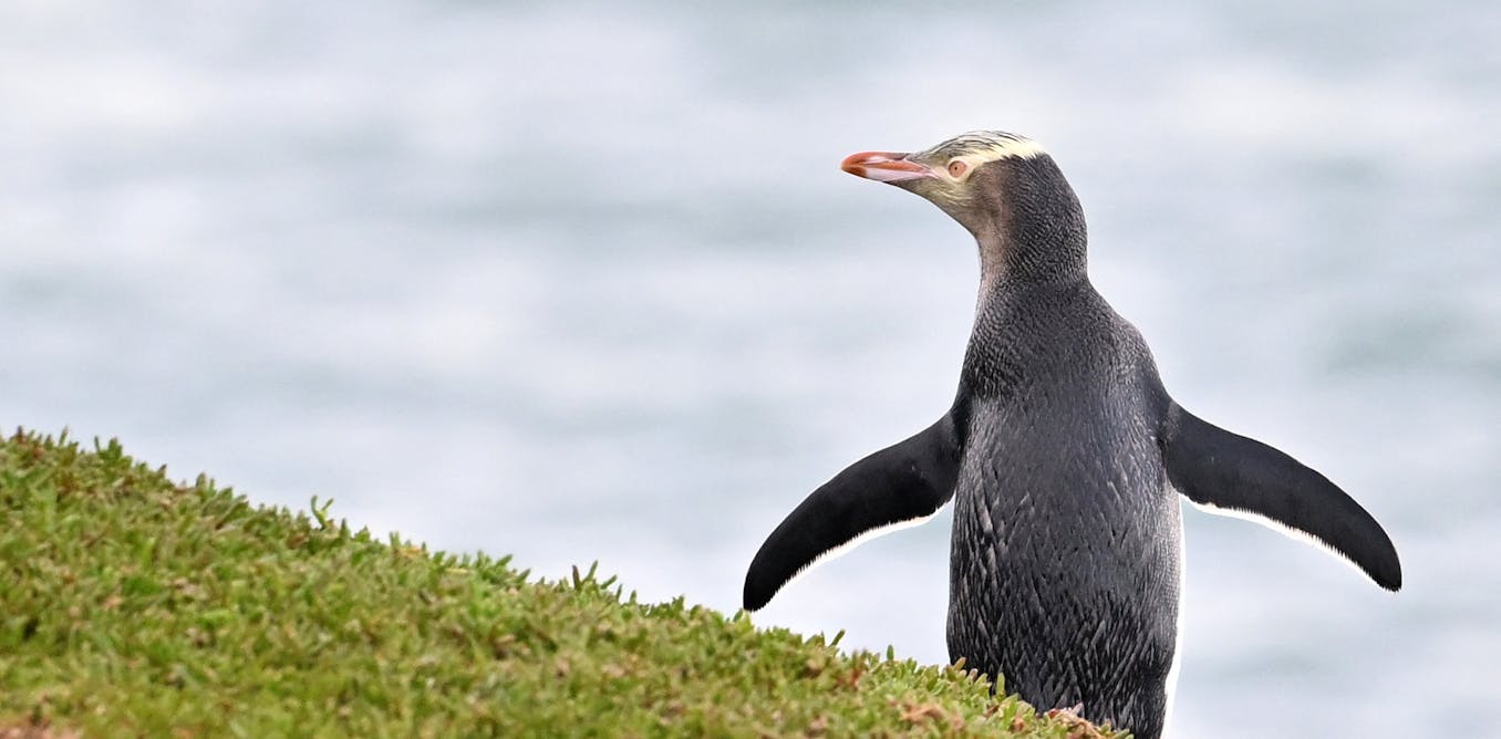 Why the race to save these cherished penguins just became more urgent