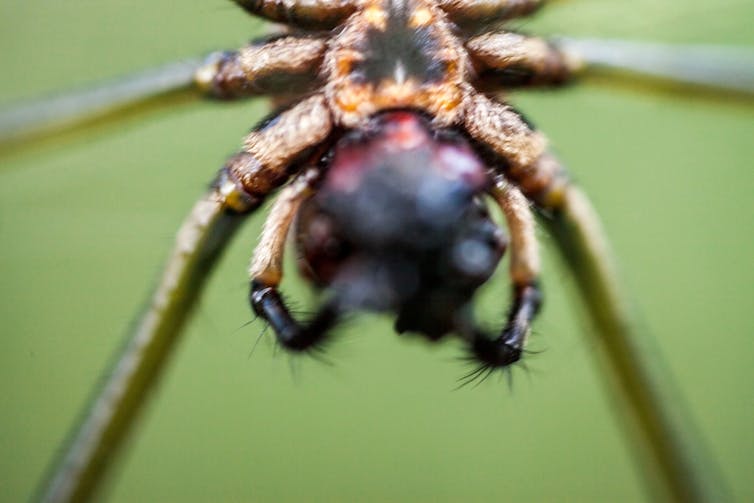 A spider about to consume a bee, close up