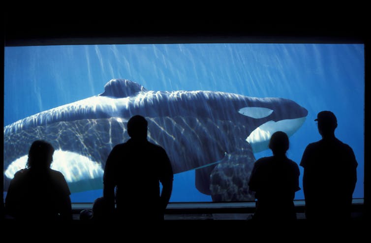 People look through the window of an aquarium at the orca Keiko, the