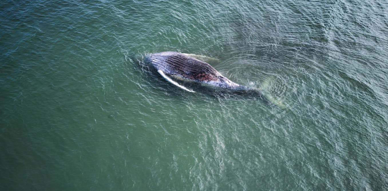 Timmy the stranded whale is dead. Please, let’s put animal welfare first and human emotion second