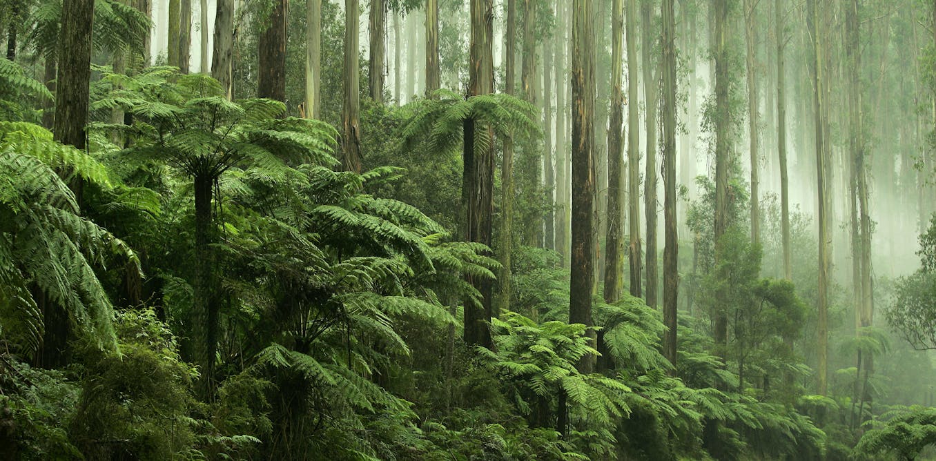 Australia’s old environment laws were a box-ticking exercise. Sadly, the new ones could be too