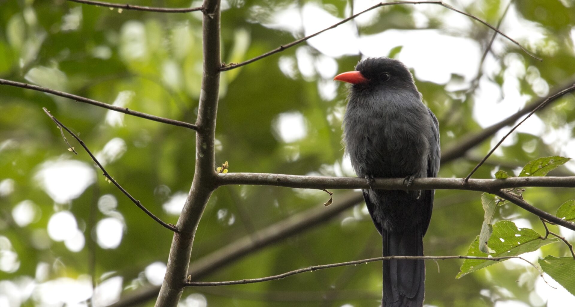 Black bird with reddish beak on a branch