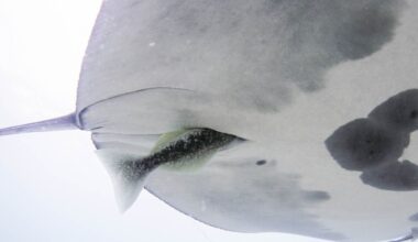 A close up of the white underbelly of a manta ray with a remora moving into the cloaca slit.