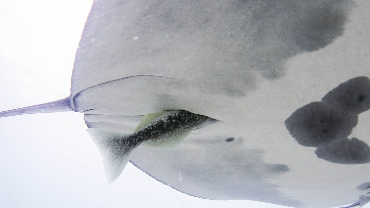 A close up of the white underbelly of a manta ray with a remora moving into the cloaca slit.
