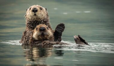 Sea otters are the hairiest animals in the world