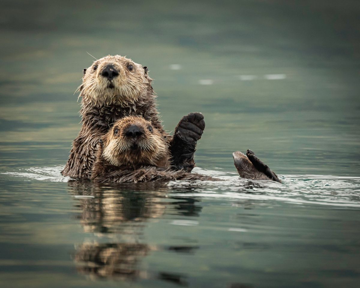 Sea otters are the hairiest animals in the world