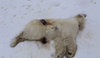 Bird flu kills polar bear and a walrus