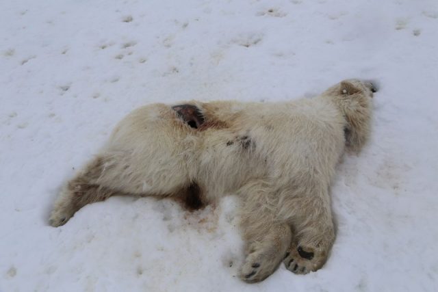 Bird flu kills polar bear and a walrus