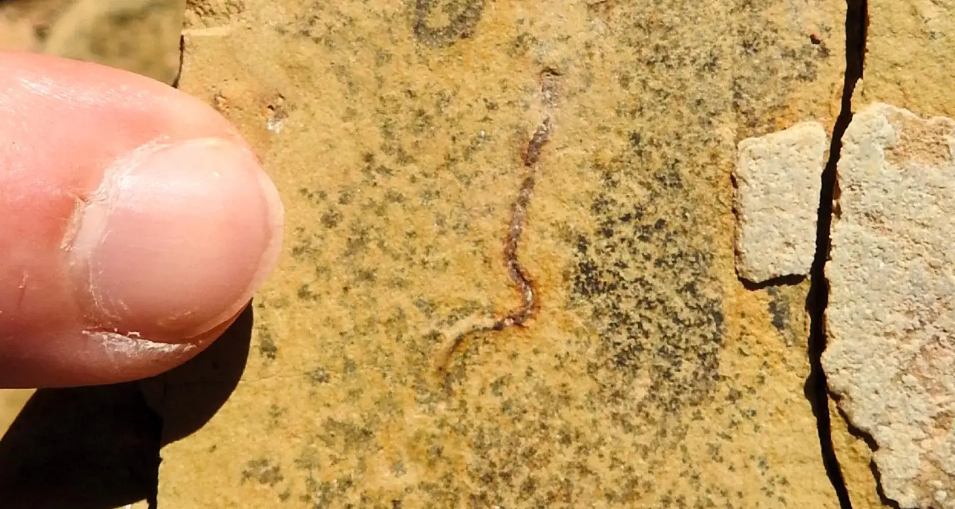 Stunning fossil discovery challenges the origins of animal life