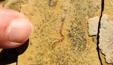 Stunning fossil discovery challenges the origins of animal life