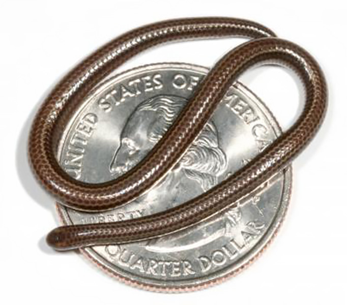 A close up of a small brown snake sitting on top of a shiny silver coin.