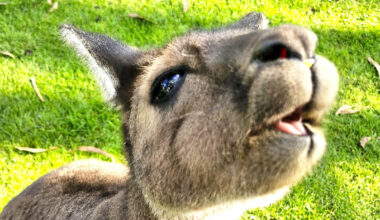 Kangaroos break the rules of evolution with unexpected teeth